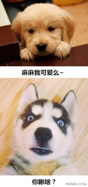 金毛与哈士奇的日常