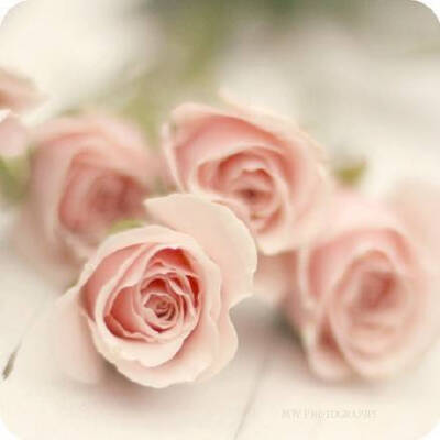 貌似玫瑰，却不如玫瑰艳丽，但，只要有充足的阳光空气，月月都是它开花的季节。而不象玫瑰，只为夏天释放热情。