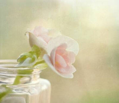 蔷薇的花儿虽没有玫瑰的艳丽，也没有玫瑰的丰韵，更没有玫瑰的高雅，但是一簇簇，一朵朵，一瓣瓣都是那样的淡雅，幽静，赏心悦目。蔷薇花儿散发的那种淡淡的清香，比玫瑰花的浓郁更令人沉醉，神往，深入心脾，久闻不…