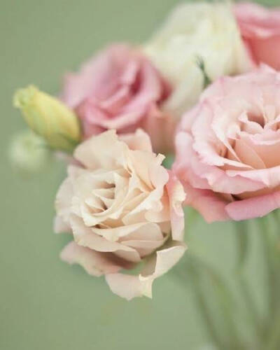 一花一世界。总以为牡丹，生在一个华美的世界，开得张扬，甚至一季的花，便能开出一世的荣耀，让人只能远观，却走不进那份富丽堂皇。