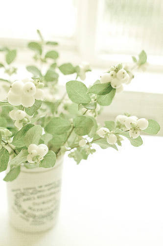 黎明之前就把故事结束，仿佛一切还没有开始。短暂绽露笑靥，旋即离去，虽然苍白，却是真心献给守着黑夜等待它的人儿