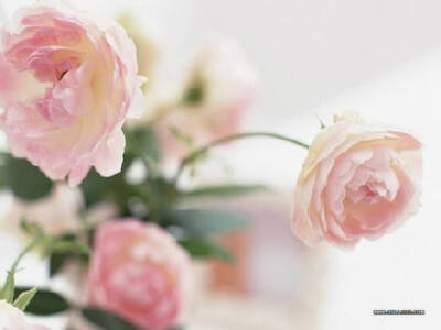 那些刻在椅子背后的爱情，会不会像水泥上的花朵，开出没有风的，寂寞的森林