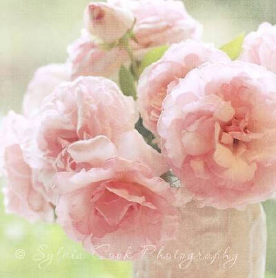 小河哗哗地东去，芦花不为之所动；一年一度的雁阵迁徙轮回，芦花也视而不见，它只是痴迷地固守着脚下这贫瘠的土地。