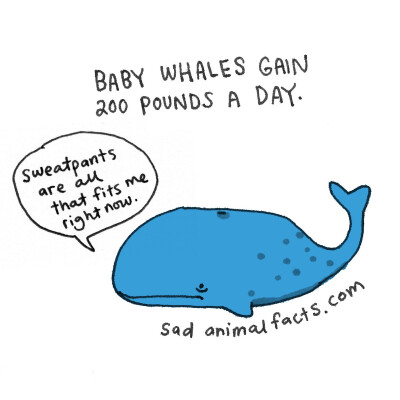 whale