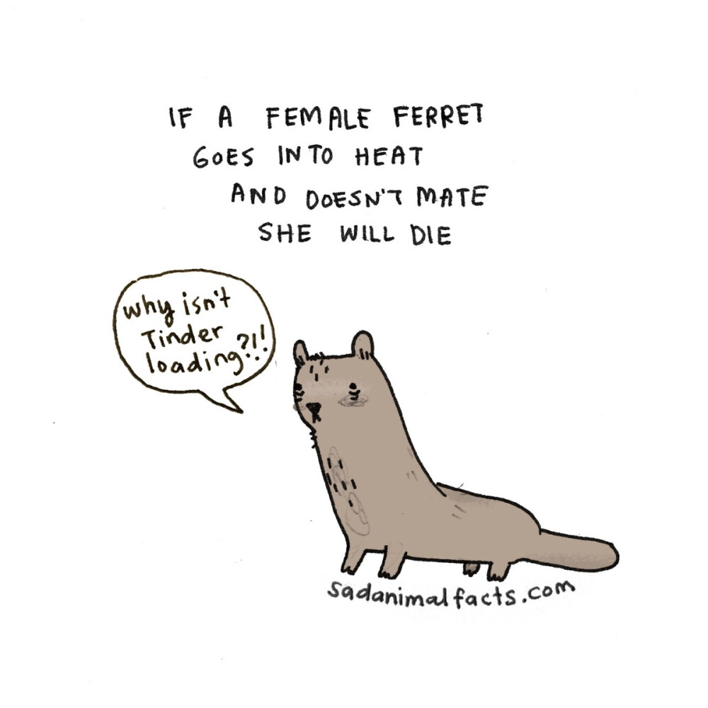 ferret