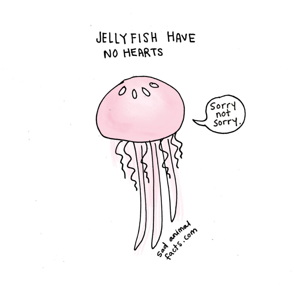 jellyfish