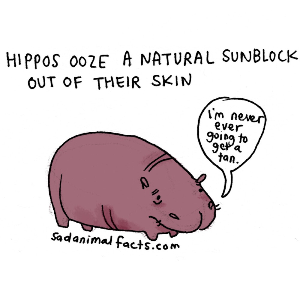 hippo