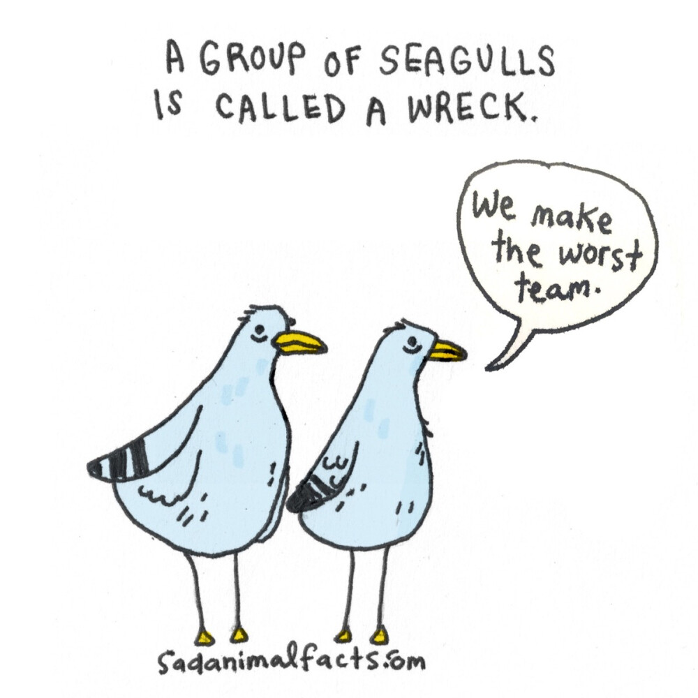 seagull