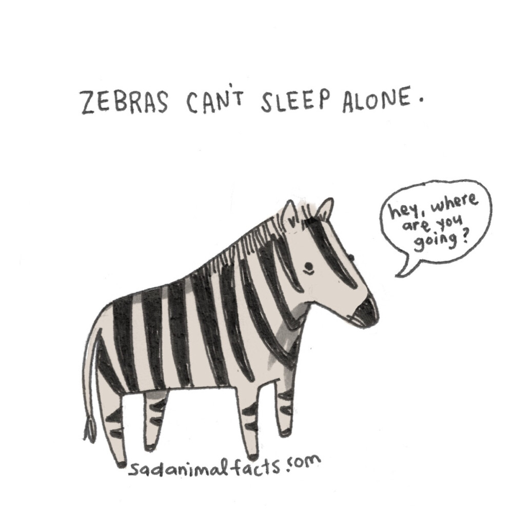 zebra