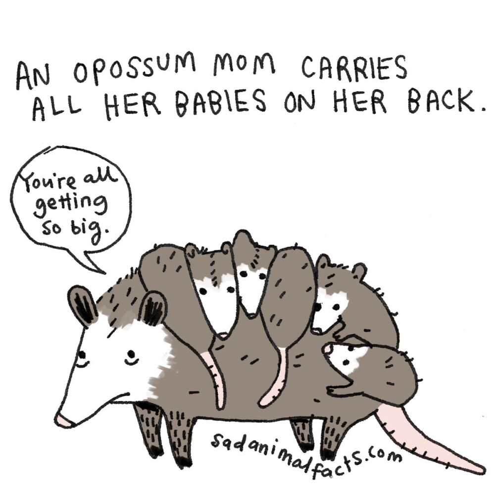 opossum