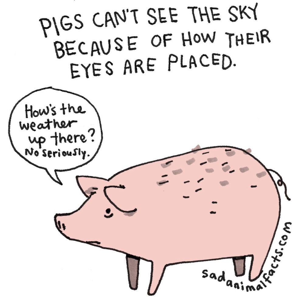 pig