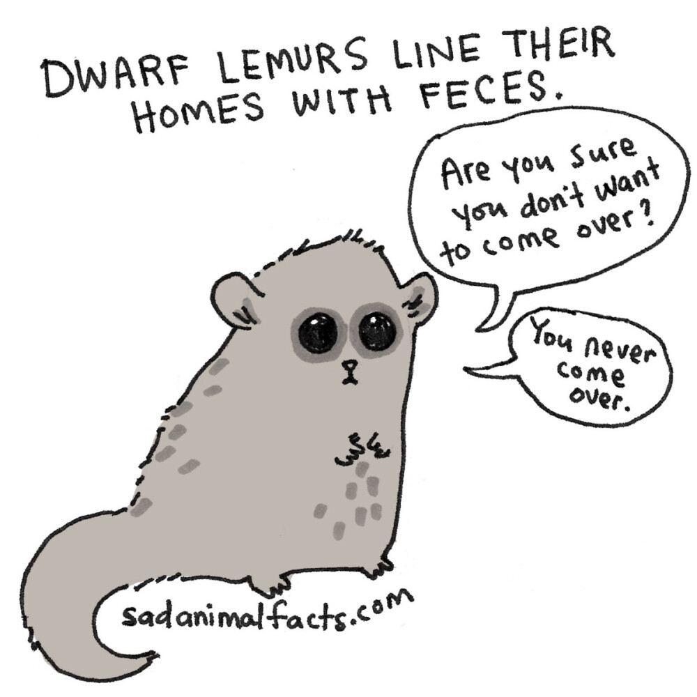 dwarf lemur