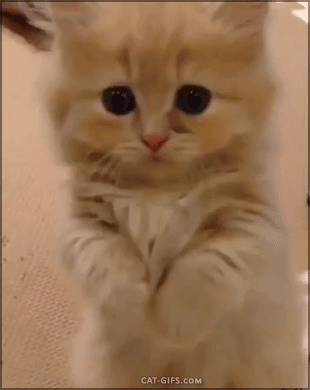 310_390竖版 竖屏gif 动态图 动图