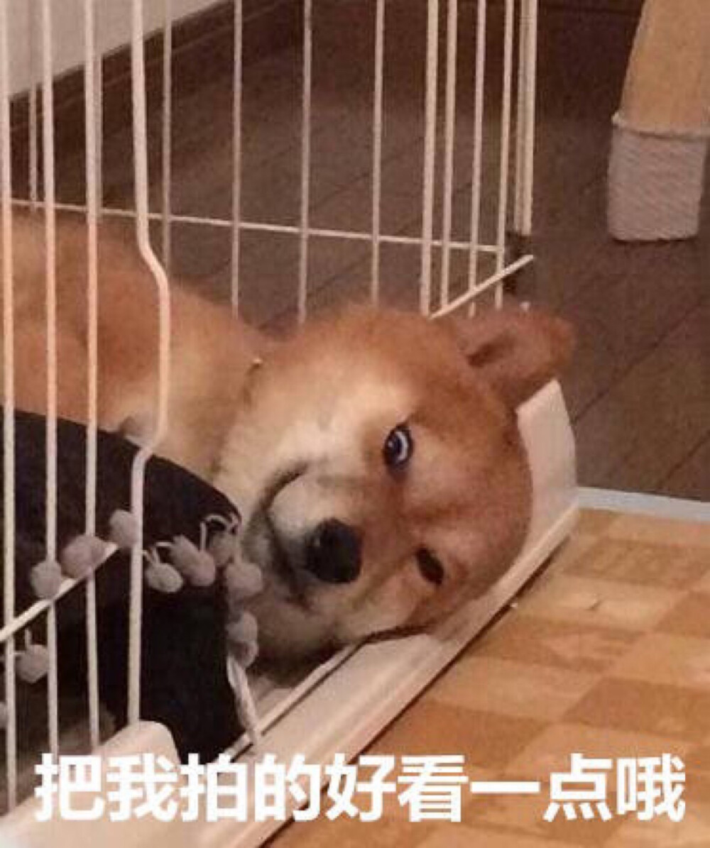 表情图 柴犬 