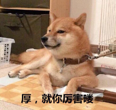 表情图 柴犬 