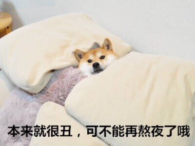 表情图 柴犬 不熬夜