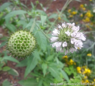 【石之若璞-花事-夏日觅花影】中文学名： 川续断~
拉丁学名; Dipsacus asperoides C. Y. Cheng et T. M. Ai~
别 称； 川续断然、刺芹儿~
川续断目 Dipsacales-川续断科 Dipsacaceae-川续断属 Dipsacus-川续断 Di…