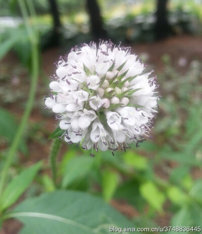 【石之若璞-花事-夏日觅花影】中文学名： 川续断~
拉丁学名; Dipsacus asperoides C. Y. Cheng et T. M. Ai~
别 称； 川续断然、刺芹儿~
川续断目 Dipsacales-川续断科 Dipsacaceae-川续断属 Dipsacus-川续断 Di…