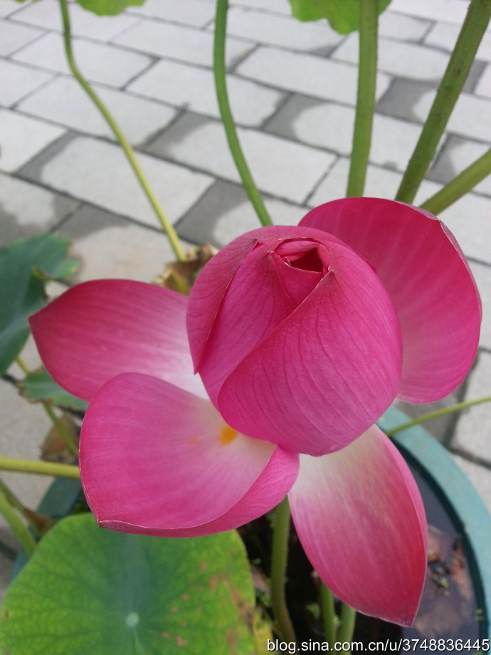 【石之若璞-花事-夏日觅花影】中文学名： 荷花~
拉丁学名：Nelumbo nucifera ；Nelumbo lutea~
别 称：莲花、水芙蓉、藕花、芙蕖、水芝、水华、泽芝、中国莲~
英文名称： Lotus flower~
毛茛目-睡莲科-莲亚科-莲属~