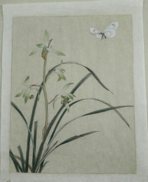 工笔花鸟～兰花，淘宝店铺号:5352787