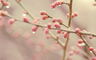 南方的春季都快到了。桃花李花都要开了......