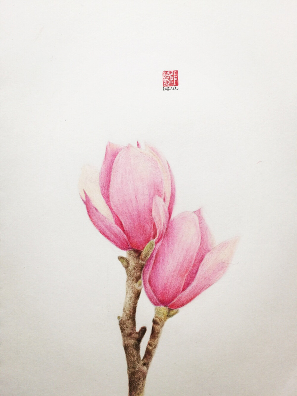 玉兰花开 彩铅 作品 玉兰花 紫玉兰 彩铅画 手绘 插画 静物 文艺 艺术 插画师 清新 美术 画画 原创 花卉 植物 花蕾 骨朵 唯美 菜菜小白 ZXS