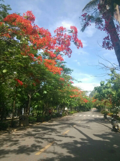 凤凰花开的路口