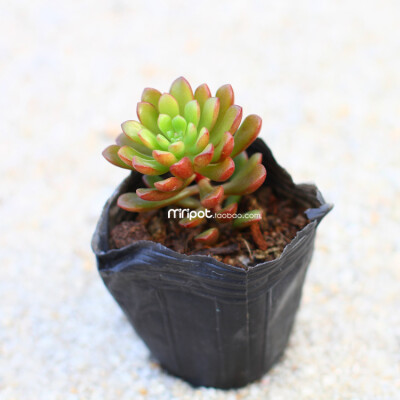 minipot 乔伊斯塔洛克 多肉植物盆栽绿植园艺花卉组合满额