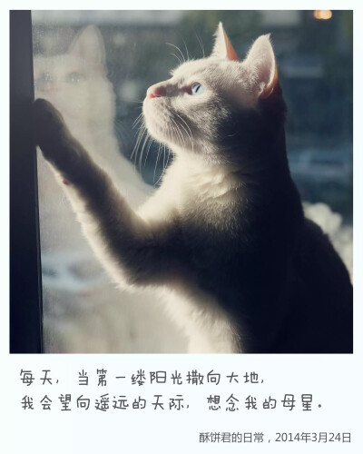 猫猫