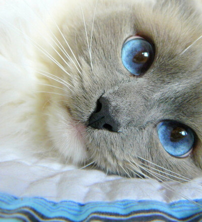 蓝色的眼瞳满是澄澈，谢谢你一直来的陪伴，这今后我也会一直跟随。喵