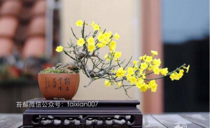 迎春盆景