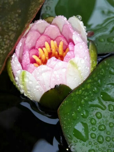 雨点芙蓉 水清花醒
纪念· 小荷