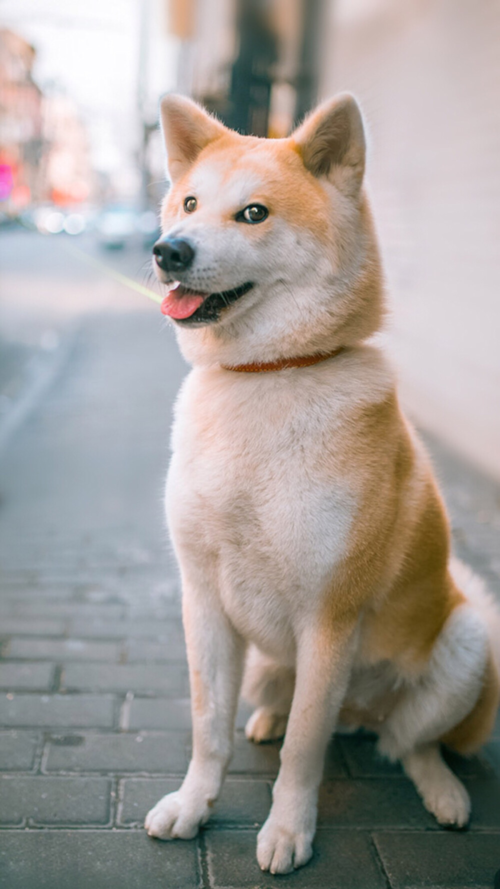 狗狗 高清壁纸