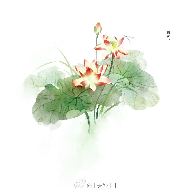 【绘师微博：无轩】 #水彩手绘##水彩花卉##手绘#