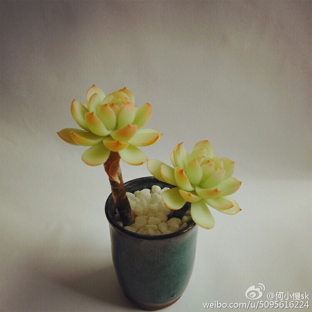 【软陶】#多肉植物#@何小慢