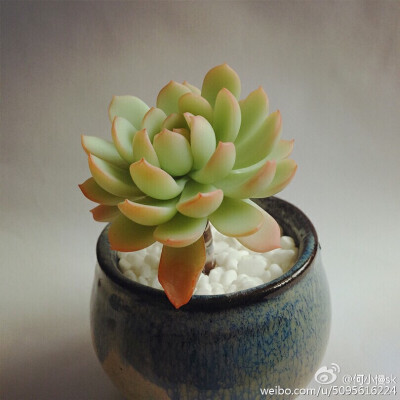 【软陶】#多肉植物#@何小慢