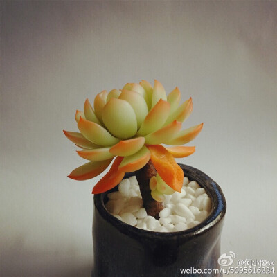 【软陶】#多肉植物#@何小慢