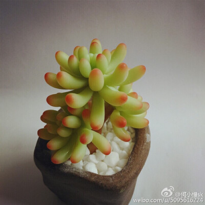 【软陶】#多肉植物#@何小慢