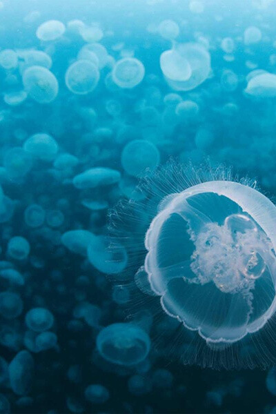 大海 天空 蓝色 壁纸 桌面 海水 海边 海浪 浪花