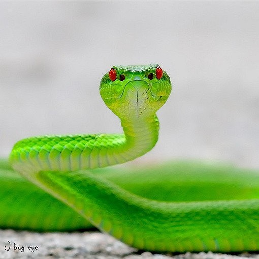 竹叶青蛇（Trimeresurus stejnegeri）是蝮亚科的一种，属于竹叶青蛇属。又名青竹蛇，焦尾巴。竹叶青蛇是一种美丽的毒蛇，全身翠绿，眼睛多数为黄色或者红色，瞳孔呈垂直的一条线，有点像猫的眼睛，尾巴焦红色，观赏价值极高。
<br />头大、三角形，颈细，头颈区分明显。头顶具细鳞；左右鼻间鳞不相切，由细鳞分开；背鳞除最外一行外均起鳞，中段19-21（偶有23）行。除少数为卵生外，绝大部分品种为卵胎生。