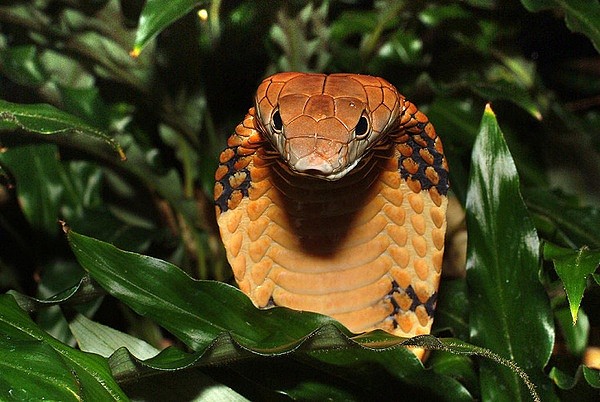 蟒蛇（Python molurus），又称琴蛇、蚺、梅花蛇，是世界上最大的较原始的蛇类。体长3～7米，重数十公斤。头小，吻端扁平，通身被覆小鳞片，腹鳞窄，尾短。主要分布于中国的云南南部、福建、海南、香港、四川等地。属于世界濒危动物，国家一级保护动物