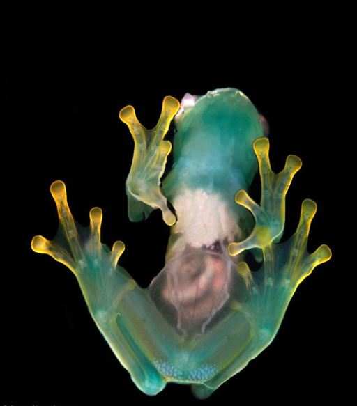 玻璃蛙(Glass Frogs)，原产于委内瑞拉，属于两栖类中的绿骨蛙科。虽然玻璃蛙背部呈灰绿色，但个别成员的腹部皮肤却是半透明的。通过半透明的皮肤，能清晰的看到它的心脏，肝脏以及消化道。