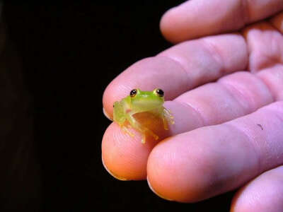 玻璃蛙(Glass Frogs)，原产于委内瑞拉，属于两栖类中的绿骨蛙科。虽然玻璃蛙背部呈灰绿色，但个别成员的腹部皮肤却是半透明的。通过半透明的皮肤，能清晰的看到它的心脏，肝脏以及消化道。