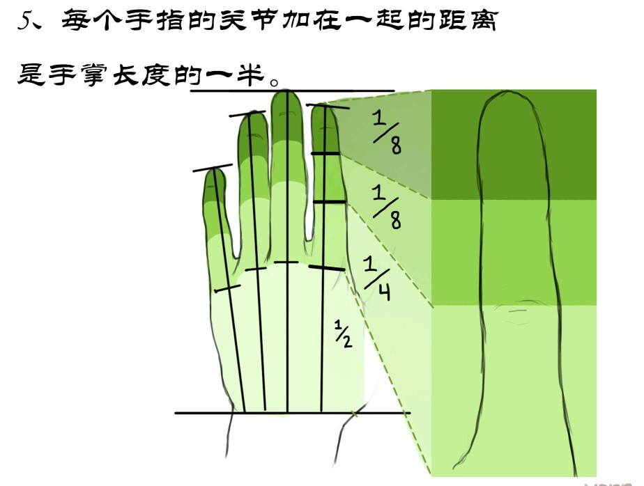 手指关节～