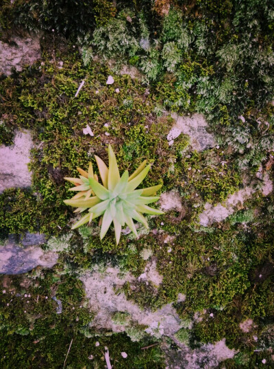 绿油油