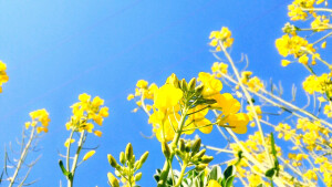 油菜花油菜花