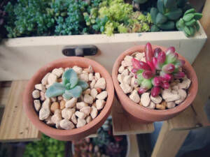 左边冬美人苗苗右边虹之玉锦*多肉唉