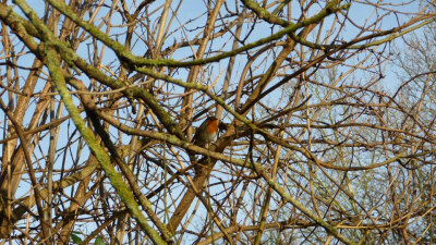 Winchester Discovery Centre
01/03/2013
我记得在高中的时候，学校里有一只爱偷吃面包的小robin，后来被我和我的朋友发现。之后，每天中午我都会在它出没的地方放上一小块的面包，后来我们就熟悉了。