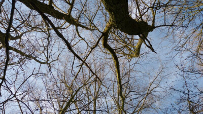 Winchester Discovery Centre
01/03/2013
很喜欢树木和天空结合的样子