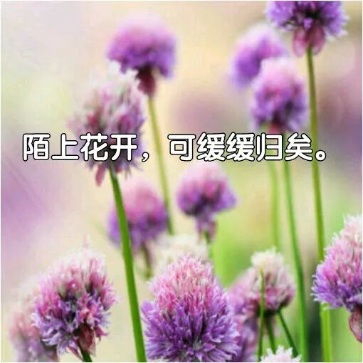 陌上花开，可缓缓归矣。